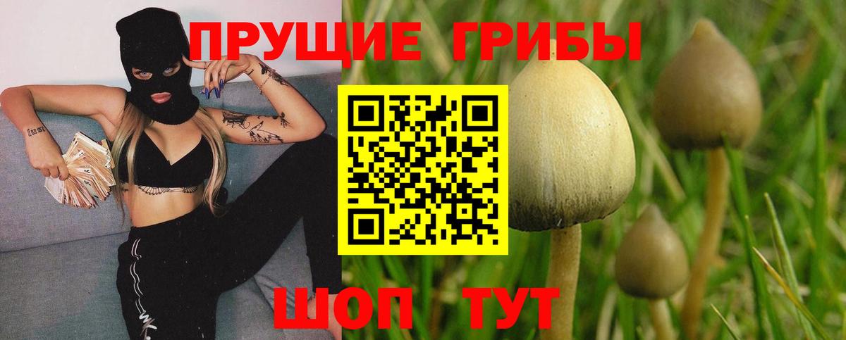 Псилоцибиновые грибы Cubensis Урай